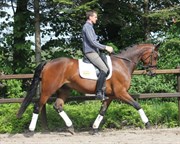 Hest til salg - ABILDGAARDS SIXPACK