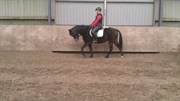 Hest til salg - TOFTELUNDS ISABELL