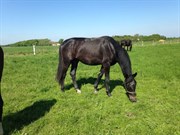 Hest til salg - Rock Steady