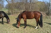 Hest til salg - SKOVLYSTS DISCOVERY