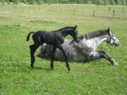 Hest til salg - CANAJUS C