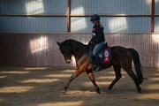 Hest til salg - SILAS SURPRICE