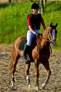 Hest til salg - VOGNMANDGÅRDENS BUSTER