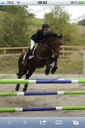 Hest til salg - Tintin