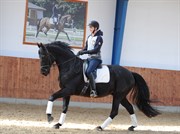 Hest til salg - 6 års