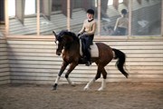 Hest til salg - NYVANGS MAY-CHELLINA