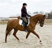 Hest til salg - NOBLE PRINCESS
