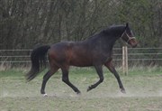 Hest til salg - BOMOSENS RAFIKI