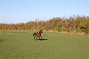 Hest til salg - SASCHA