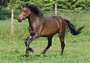 Hest til salg - TOFTELUNDS EILEEN
