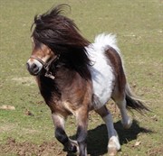 Hest til salg - OLLIE V.D. SLIKPOLDER