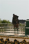 Hest til salg - Saffier