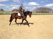 Hest til salg - BØGEMINDES ANNABEL