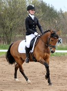 Hest til salg - MAX