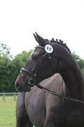 Hest til salg - WHISJA VISSEN