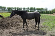 Hest til salg - FARRELL