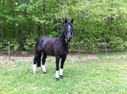Hest til salg - LIBAK´S ANASTASIA