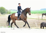 Hest til salg - LAURENS