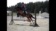 Hest til salg - VANJAS CASMISCHA