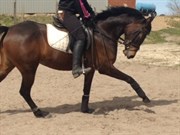Hest til salg - HORNHAVER'S CAT MALIKA