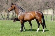 Hest til salg - TONADA