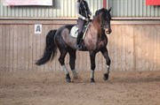Hest til salg - ANAND W