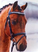 Hest til salg - STEVEN SEAGAL
