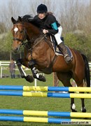 Hest til salg - JAKO´S LAQUITO