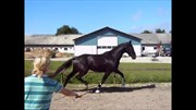 Hest til salg - SØENSMINDES DINAH