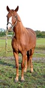 Hest til salg - ROBIN