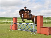 Hest til salg - Queen
