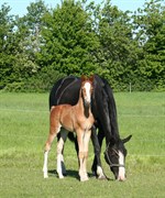 Hest til salg - KRONES HALLIE