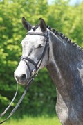 Hest til salg - DANER HATTI