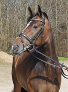 Hest til salg - HOLLY BLUE