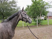 Hest til salg - MEKLENBORGS CASSILLA