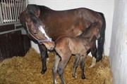 Hest til salg - SWEET LADY II