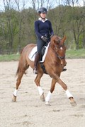 Hest til salg - LANGKJÆRGAARDS DAVINA