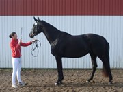 Hest til salg - TANKEDALS KISMET