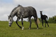 Hest til salg - DENISE