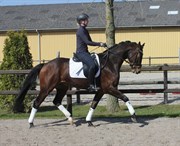 Hest til salg - ØRSBJERGGÅRDS BACCHUS