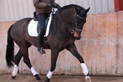 Hest til salg - LINDELYGAARDS ATLANTIS