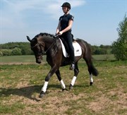 Hest til salg - CALANDIAS SWEET LULLABY