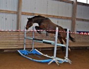 Hest til salg - FMR'S THOR
