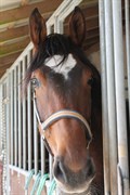 Hest til salg - GRAVERSGAARDS ISIDORE