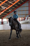 Hest til salg - PAULUS FAN DE SLACHTEDYK