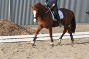 Hest til salg - FUKS MØLLEGÅRD