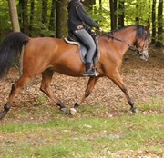 Hest til salg - EL SCHARKAN