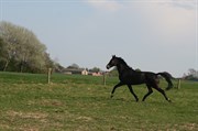 Hest til salg - FLORICAN