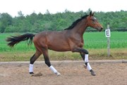 Hest til salg - Great Future