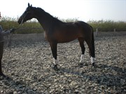 Hest til salg - DUFFY